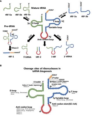 Transfer RNA-Derived Small RNAs: Novel Regulators and Biomarkers of Cancers